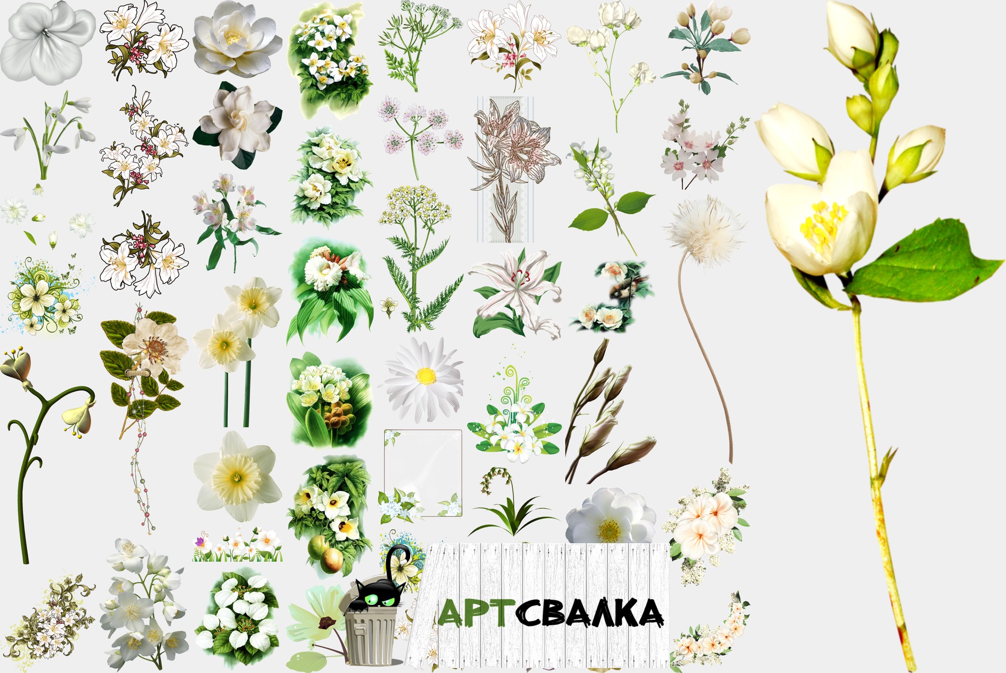 Белые цветы на прозрачном фоне. Часть 1 | White flowers on a transparent background. Part 1